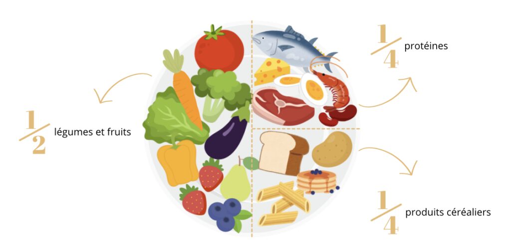 assiette équilibrée proportions idéales 1/2 1/4 1/4 repas énergisant 
