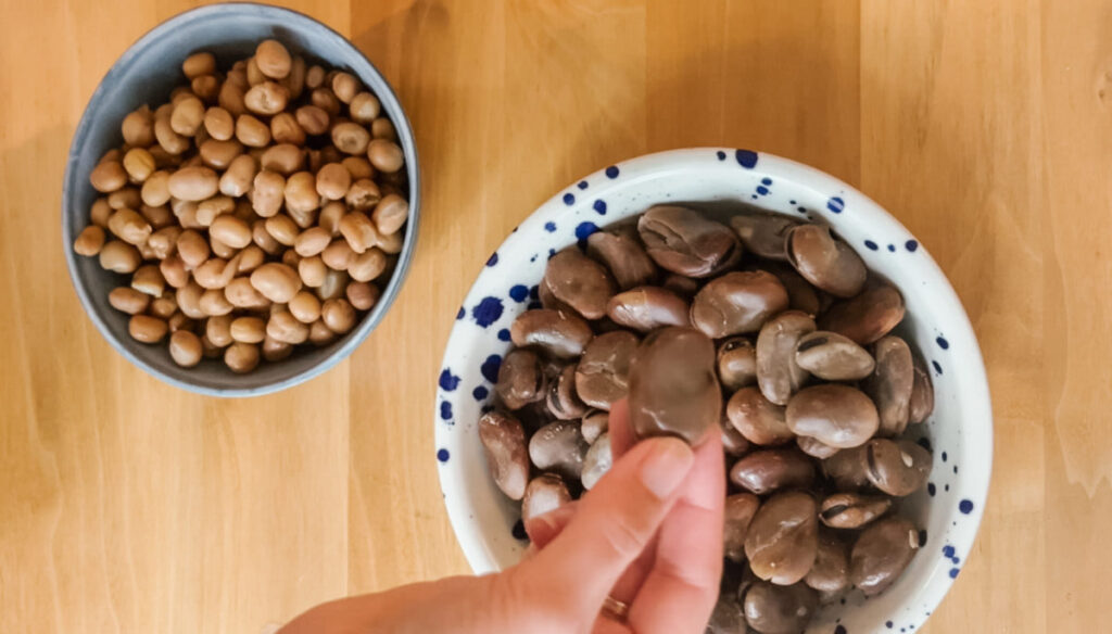 différence de grosseur entre gourganes sèches et gourganes en conserve 