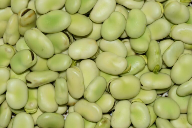 Gourganes fraîches écossées, une légumineuse riche en protéines végétales