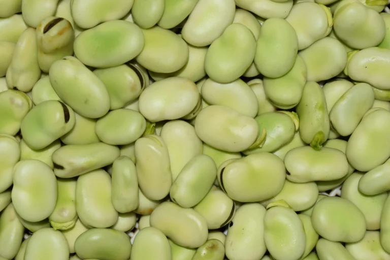 Gourganes fraîches écossées, une légumineuse riche en protéines végétales