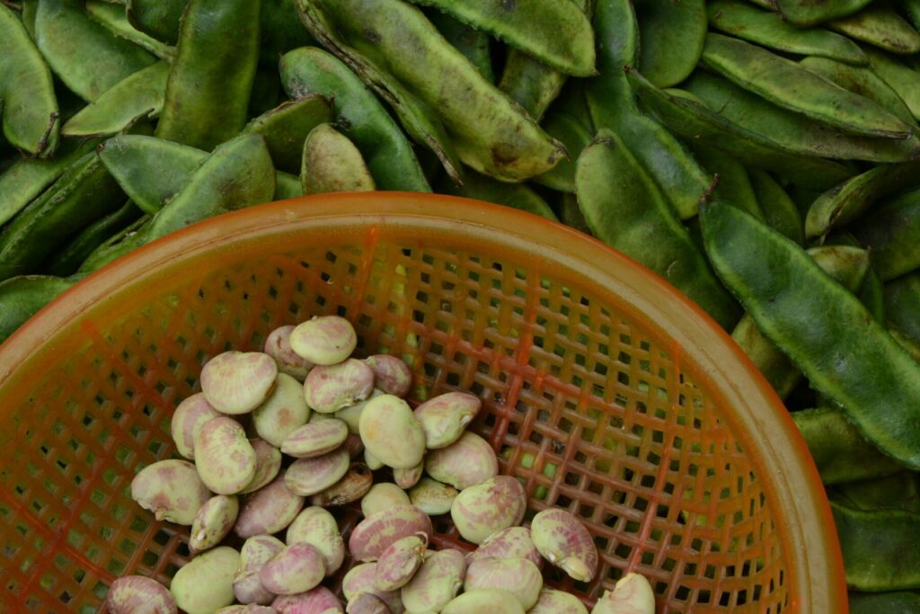 gourganes légumineuses Québec